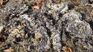 摧毁了马蜂`巢。 在蜂窝马蜂窝的表面上`。 黄蜂幼虫和蛹.. 粗俗的人